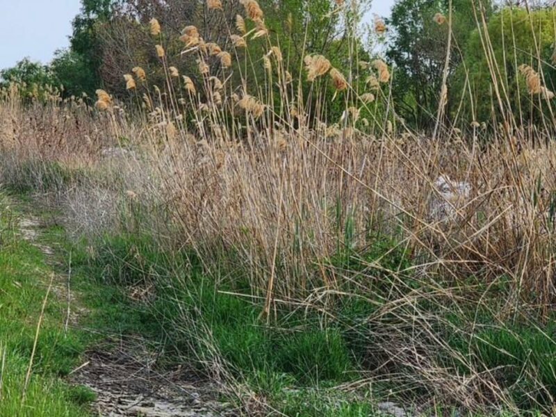 Мецената Лю Трахова ул.